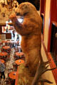 Stuffed bear in Buckhorn Saloon. San Antonio, TX.