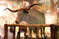 Texas longhorn specimen at Buckhorn Museum. San Antonio, TX.