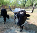 Longhorn cattle at Lyndon B. Johnson State Park. Stonewall, TX.