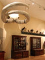 Cabinet of Curiosities shows specimens of natural history at Mayborn Museum. Waco, TX.