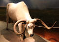Longhorn replica at Cattle Raisers Museum of Fort Worth Museum of Science & History. Fort Worth, TX.