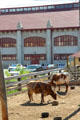 Longhorn cattle outside Cowtown Coliseum. Fort Worth, TX.