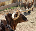 Longhorn at Fort Worth Stock Yards. Fort Worth, TX.
