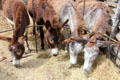 Donkeys at Pioneer Farms. Austin, TX.