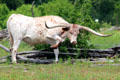 Longhorn cattle raised at Pioneer Farms. Austin, TX.
