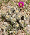Cactus flowers at Pioneer Village. Gonzales, TX.