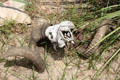 Sheep's skull at Pioneer Village. Gonzales, TX.