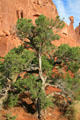 Plant life of Arches National Park. UT.