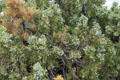 Berries on bush at Arches National Park. UT.