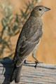 Female Brown-headed Cowbird at Arches National Park. UT.