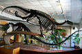 Dinosaur skeletons at entrance of Earth Science Museum of Brigham Young University. Provo, UT.