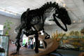 Allosaurus fragilis of Late Jurassic era from Utah at BYU Earth Science Museum. Provo, UT.