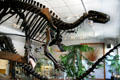 Camptosaurus herbivore at BYU Earth Science Museum. Provo, UT.