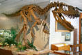 Torvosaurus tanneri sauropod of Late Jurassic era found in Colorado at BYU Earth Science Museum. Provo, UT