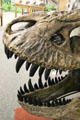 Detail of teeth of Tyrannosaurus rex at BYU Earth Science Museum. Provo, UT