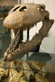 Skull of Prognathodon stadtmani giant marine reptile mosasaur of Late Cretaceous era found in Colorado at BYU Earth Science Museum. Provo, UT.