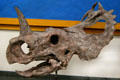 Monoclonius crassus horned dinosaur of Late Cretaceous era found in Montana at BYU Earth Science Museum. Provo, UT.