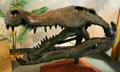 Giant crocodile of Late Cretaceous era found in Texas at BYU Earth Science Museum. Provo, UT.