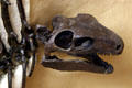 Skull of Edaphosaur, a reptile which could chew its food, at BYU Earth Science Museum. Provo, UT.