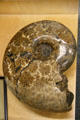 Ammonoid fossil, extinct relative of chambered nautilus, at BYU Earth Science Museum. Provo, UT.
