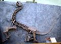 Camarasaurus lentis Chamber Lizard of Late Jurassic era found in Utah at Utah Museum of Natural History. Salt Lake City, UT.