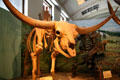 Ice age giant bison from Pleistocene era found in Idaho at Utah Museum of Natural History. Salt Lake City, UT.