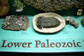 Fossils of Lower Paleozoic era at Museum of Ancient Life. Lehi, UT.