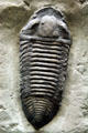 Trilobite of Middle Silurian era found in New York at Museum of Ancient Life. Lehi, UT.