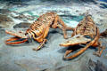 Eryops skeletal replica of amphibian from Permian era at Museum of Ancient Life. Lehi, UT