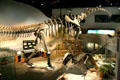 Supersaurus of Late Jurassic era found in Colorado at Museum of Ancient Life. Lehi, UT.
