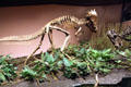 Pachycelphalosaurus of Late Cretaceous era found in Montana at Museum of Ancient Life. Lehi, UT.