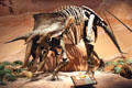 Triceratops of Late Cretaceous era found in Alberta & Wyoming at Museum of Ancient Life. Lehi, UT.