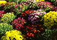 Flowers in Alexandria City Hall Plaza. Alexandria, VA.
