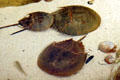 Horseshoe crabs at Nauticus National Maritime Center. Norfolk, VA.