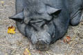 Early breed of pig at Henricus. VA.