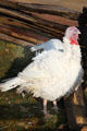 Presidential pardoned Thanksgiving turkey lives at Mt Vernon. Washington, VA.