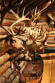 Hunting trophies in Beach Lodge at Shelburne Museum. Shelburne, VT.
