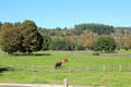 Cattle fields at Billings Farm & Museum. Woodstock, VT.