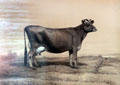 Portrait of a cow by Schreiber at Billings Farm & Museum. Woodstock, VT.