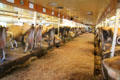 Dairy herd at Billings Farm & Museum. Woodstock, VT.