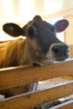 Dairy cow at Billings Farm & Museum. Woodstock, VT.