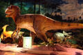 Allosaurus robot at Pacific Science Center. Seattle, WA.