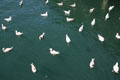 Gulls array on water off seafood restaurant. Seattle, WA.