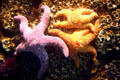Colored starfish at Seattle Aquarium. Seattle, WA.