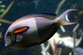 Orangeband Surgeonfish at Seattle Aquarium. Seattle, WA.