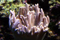 Corals at Seattle Aquarium. Seattle, WA.
