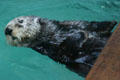 Sea Otter at Seattle Aquarium. Seattle, WA.