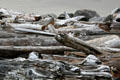 Driftwood on beach near Cape Disappointment Lighthouse. Ilwaco, WA.
