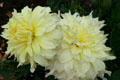 Yellowish Zinnias at Hovander Homestead Garden. Ferndale, WA.