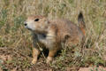 Endangered Blacktail Prairie Dog at Devils Tower National Monument. WY